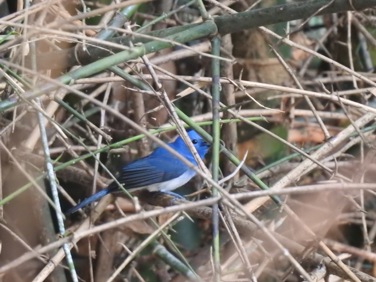 Black-naped Monarch - ML147908321