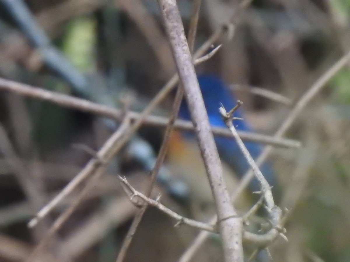 Blue-throated Flycatcher - ML147908641