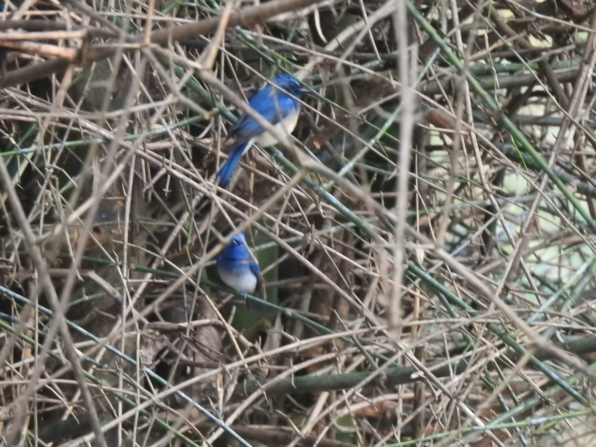 Black-naped Monarch - ML147908731