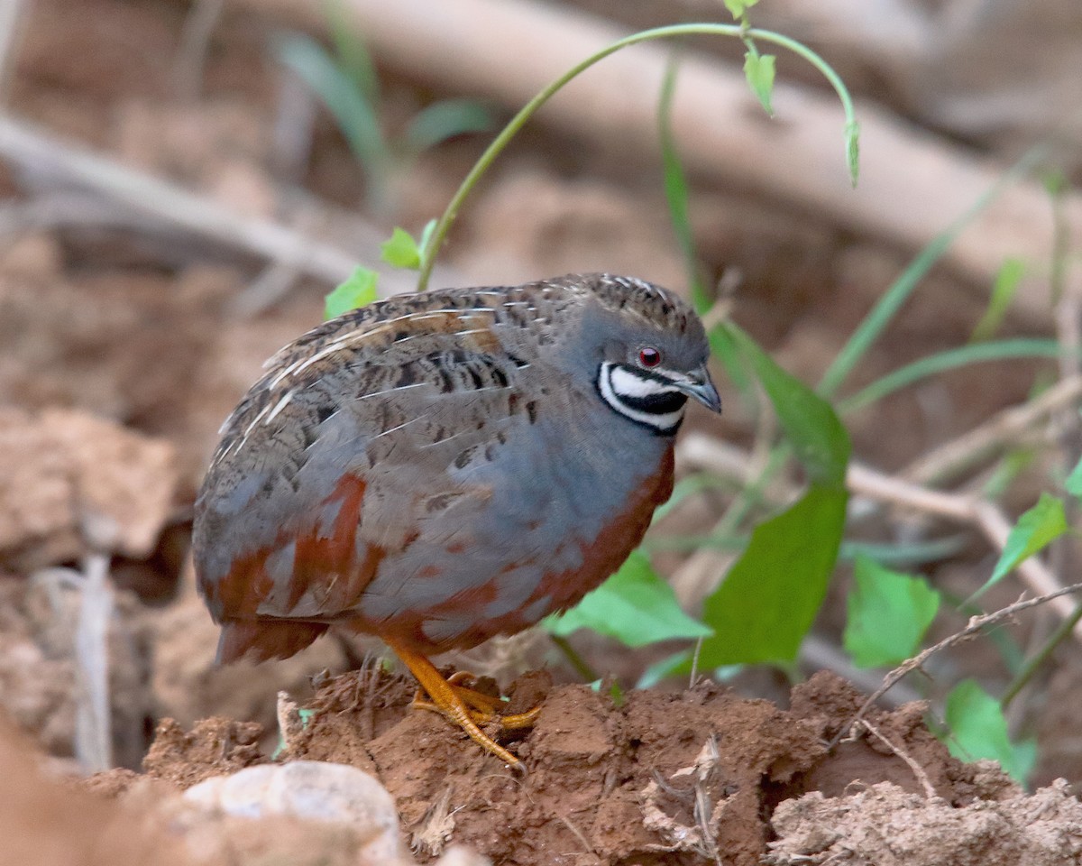 Blue-breasted Quail - Roshan  Kamath