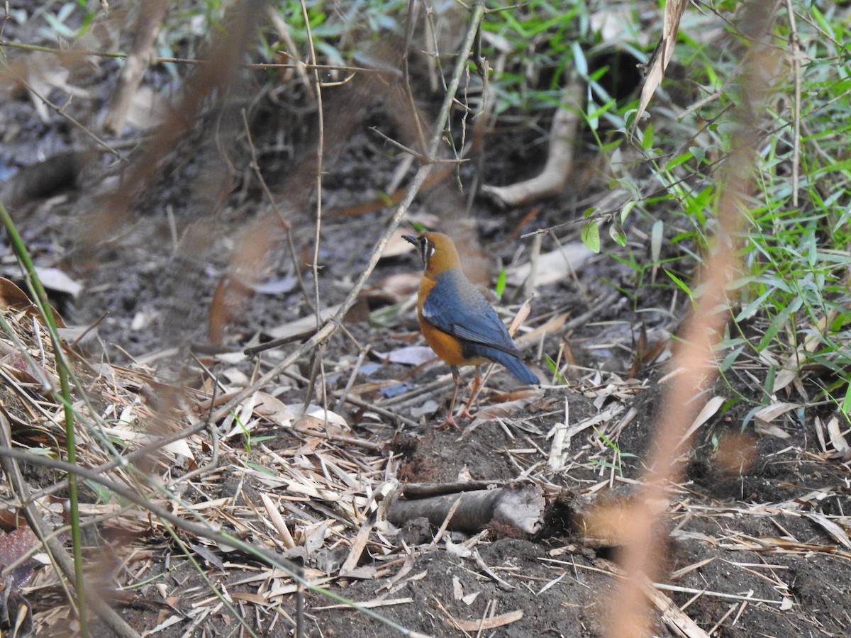 Orange-headed Thrush - Pushpa Puliyeri