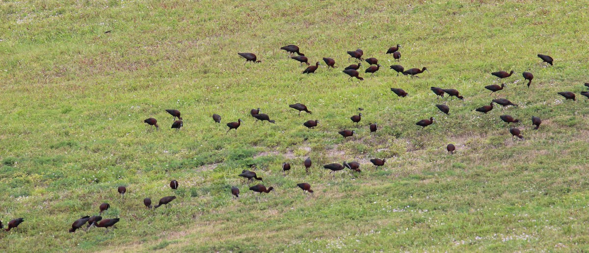 Glossy Ibis - ML147912781