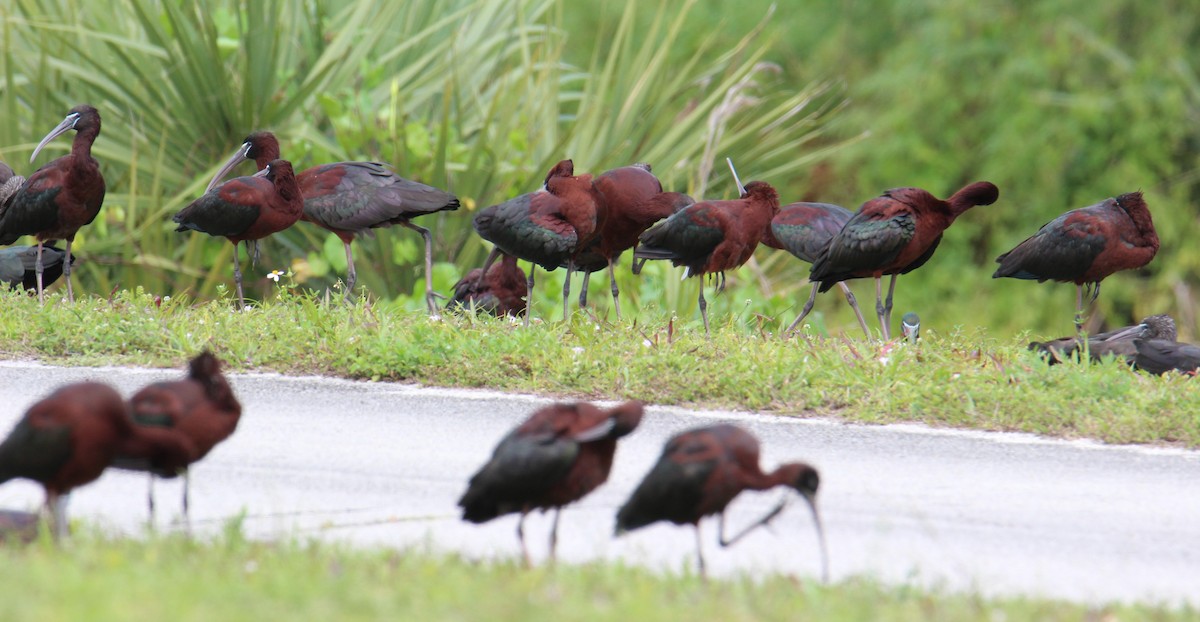 Glossy Ibis - Cindy Darling