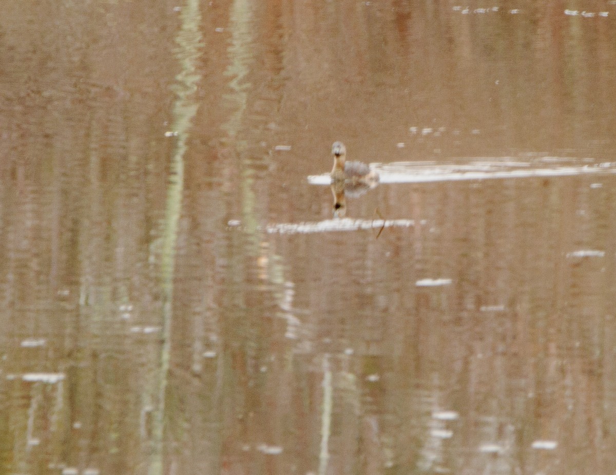 Pied-billed Grebe - ML147914381