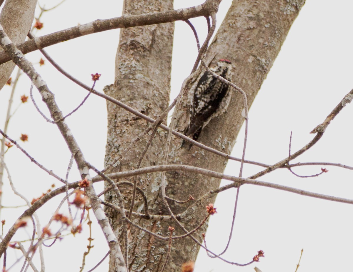 datel rudohrdlý - ML147914711