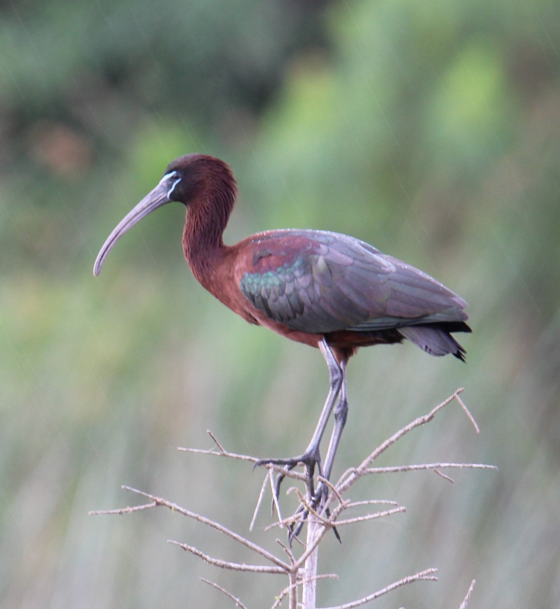 Glossy Ibis - ML147915251