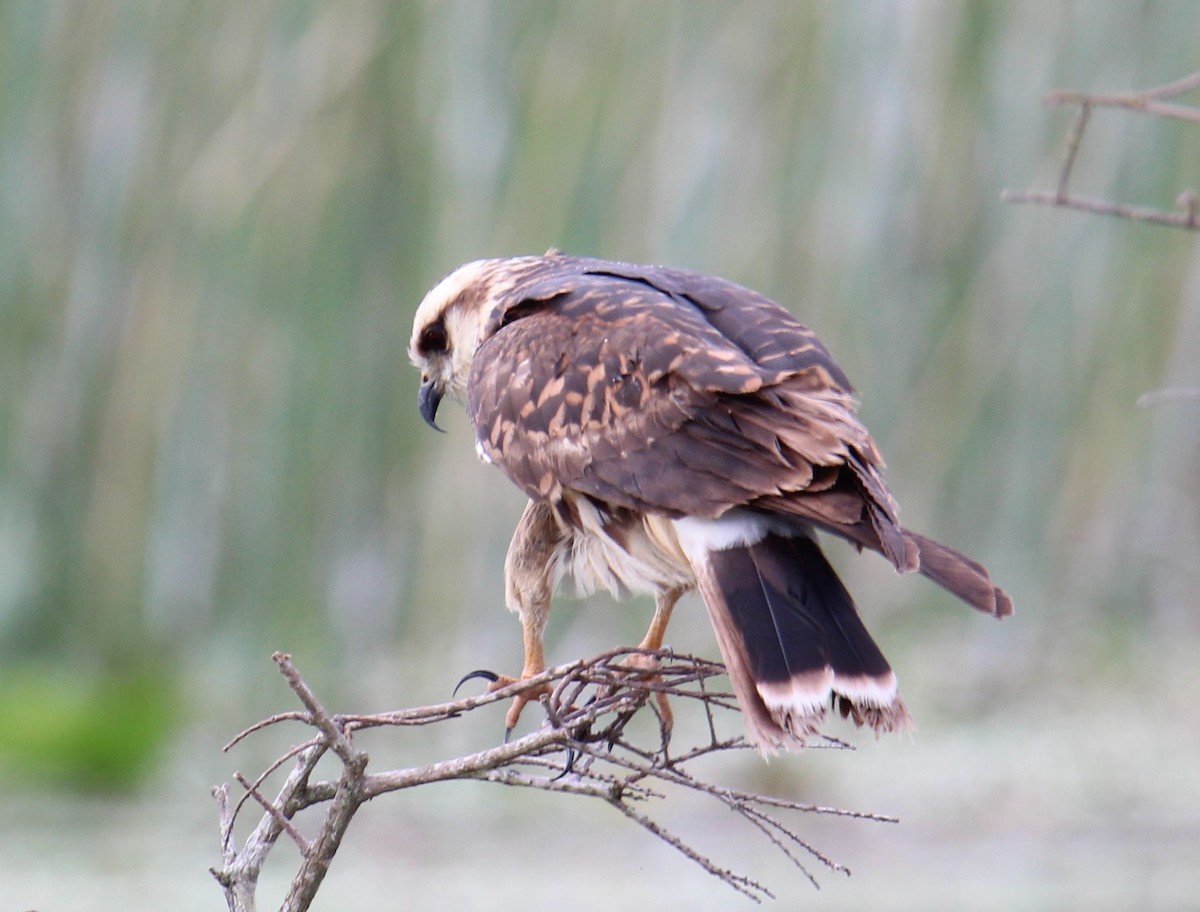 Snail Kite - ML147916171