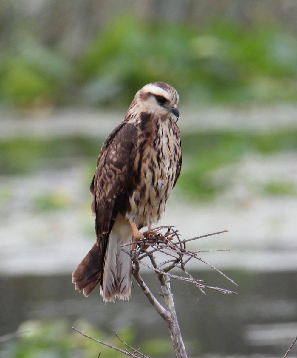 Snail Kite - ML147916441