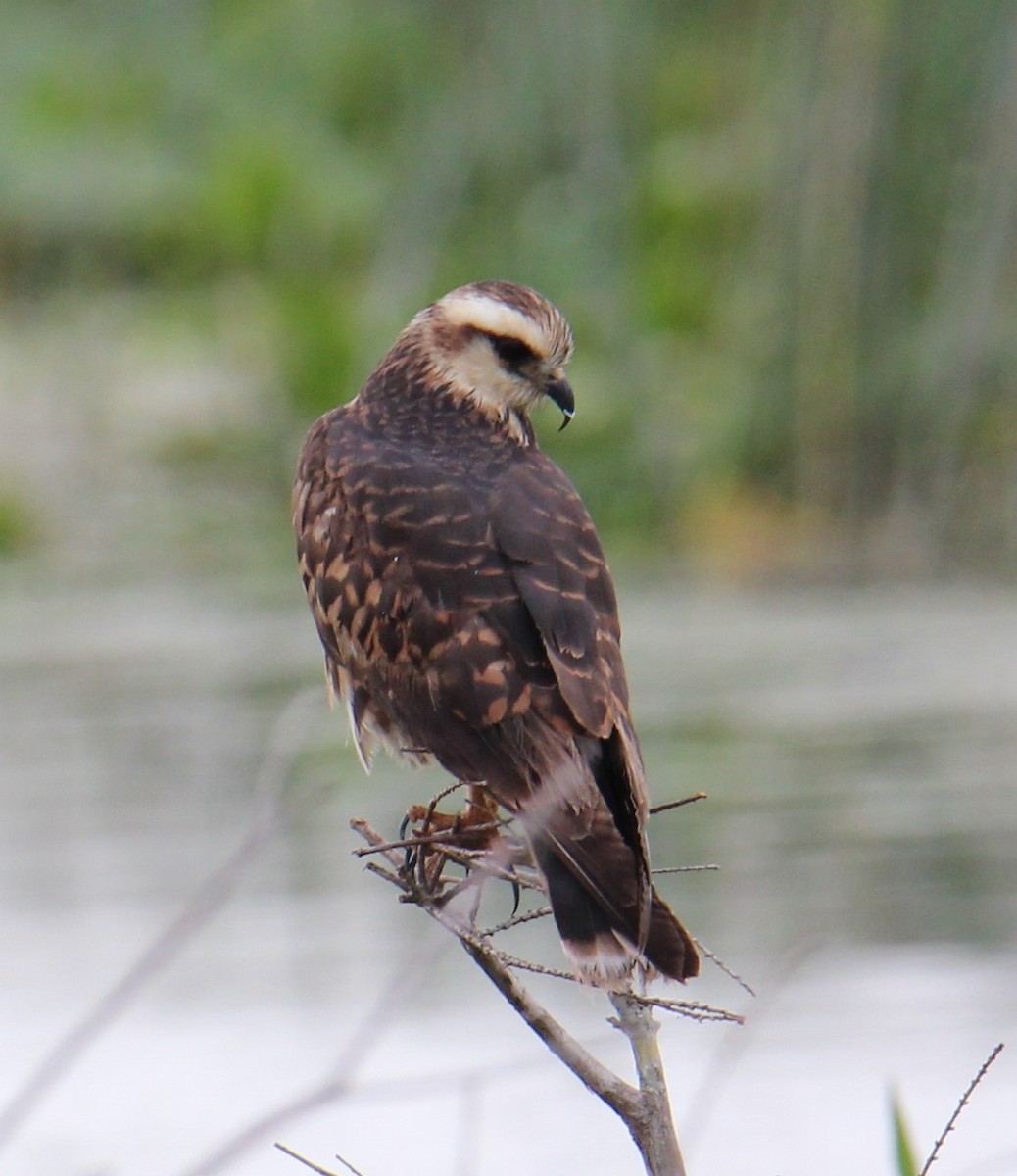 Snail Kite - ML147916481