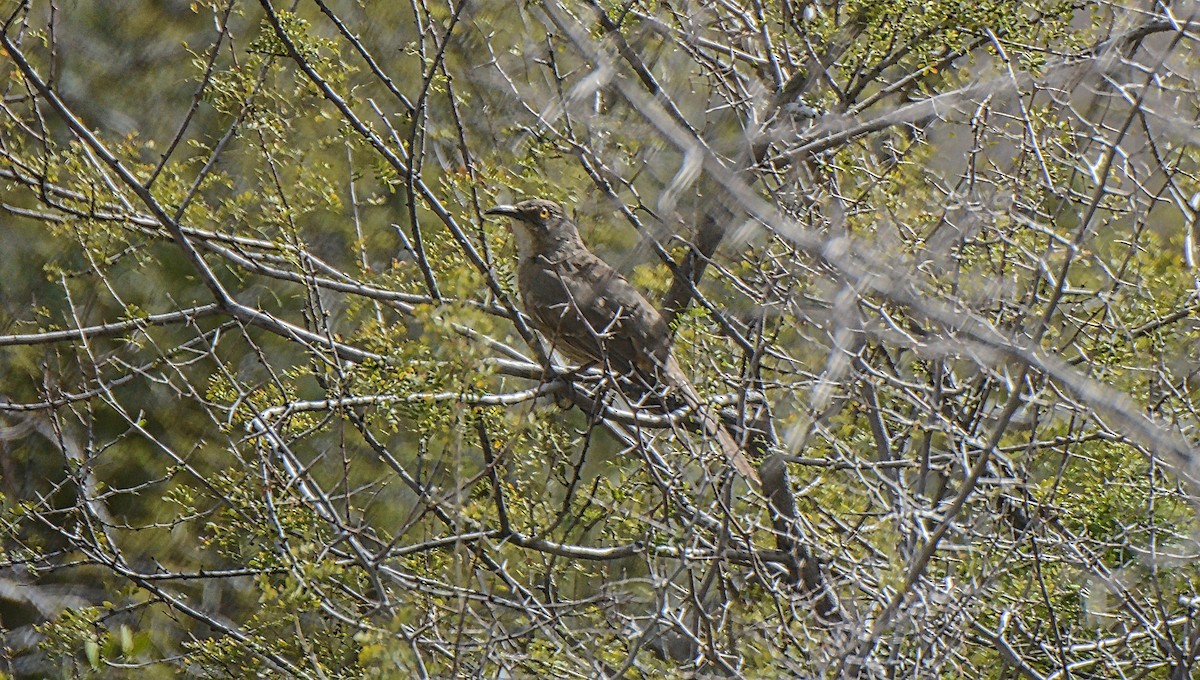 Curve-billed Thrasher - ML147916621