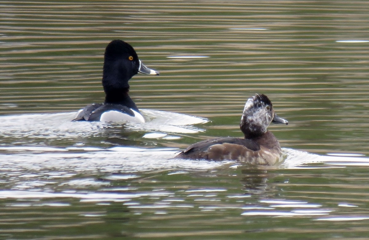 Ring-necked Duck - Toby Hardwick