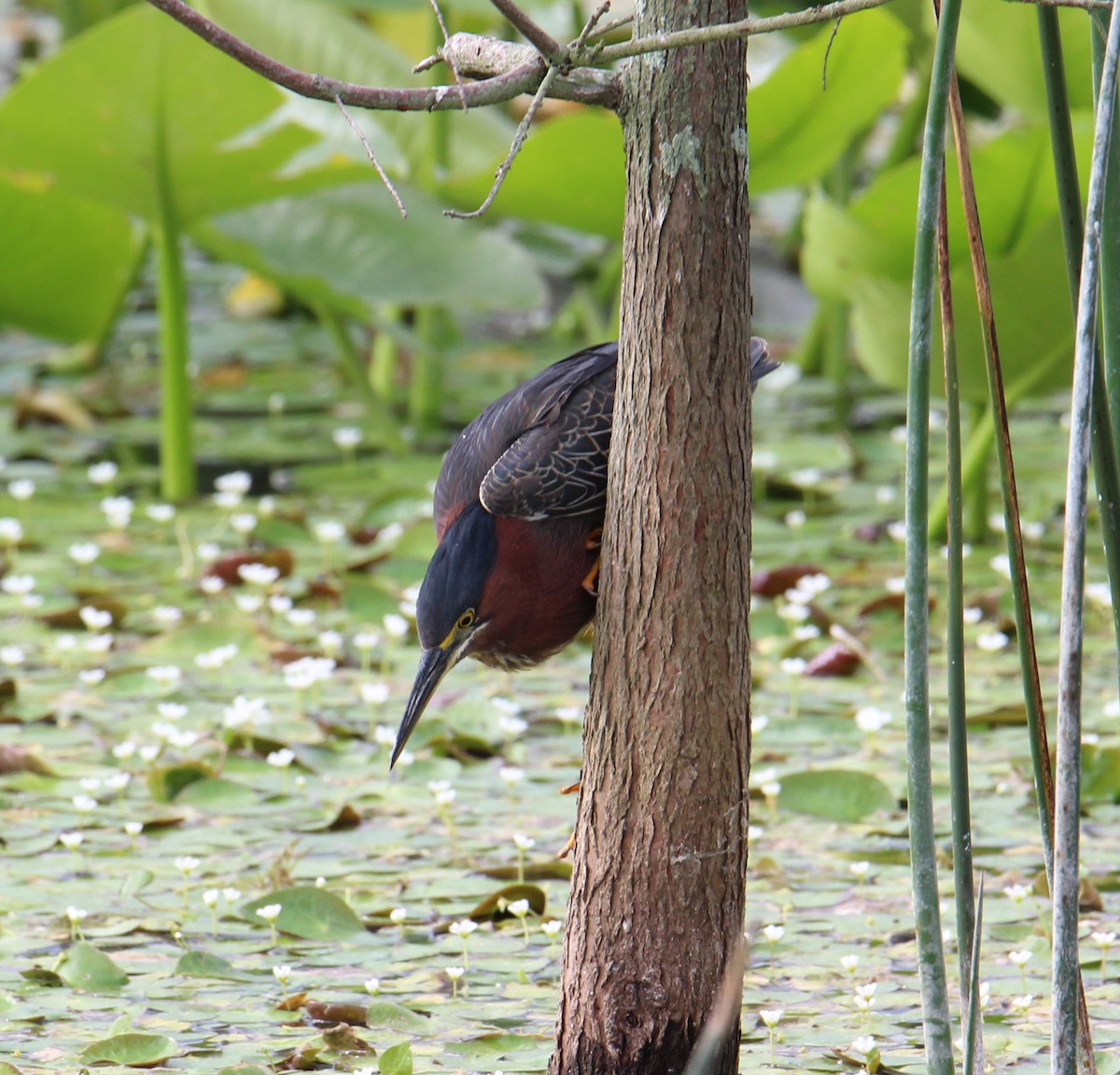 Green Heron - ML147917271