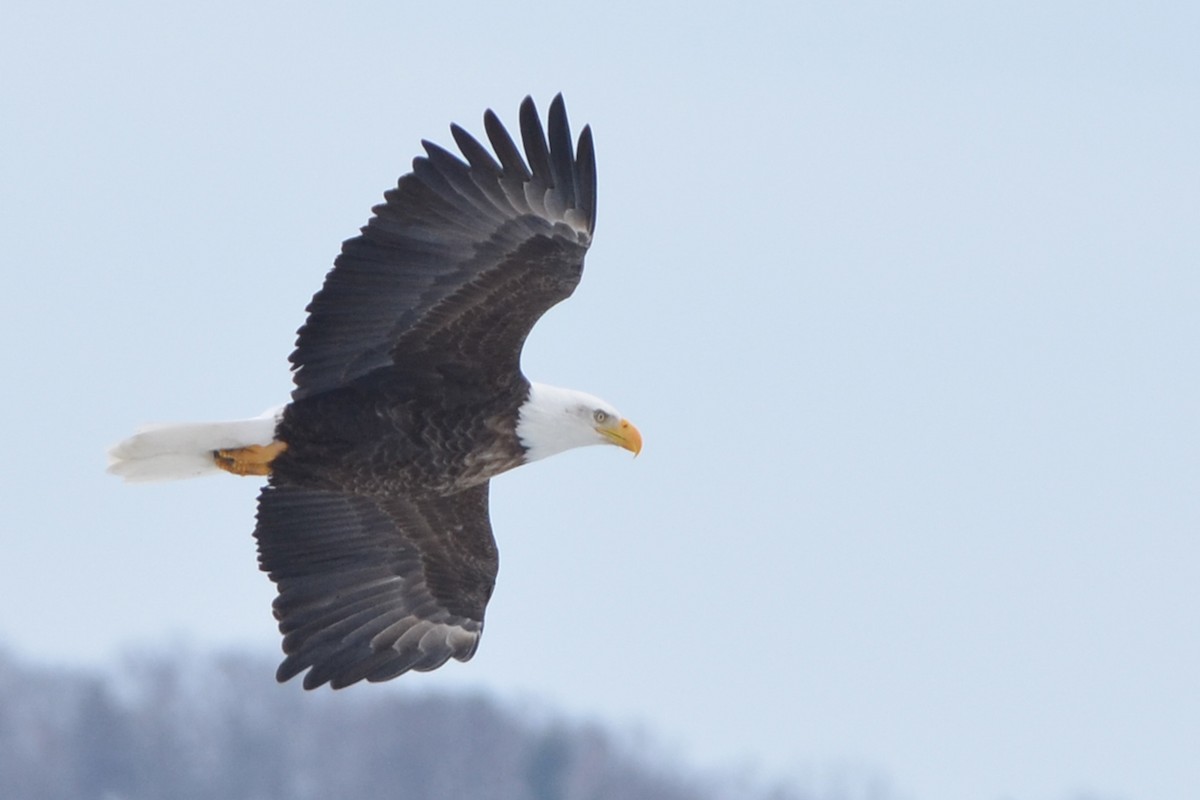 Bald Eagle - Marie O'Neill