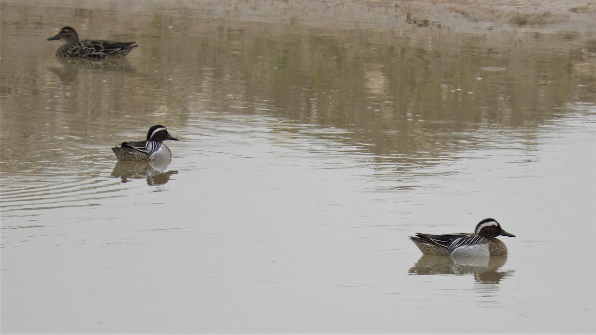 Udako zertzeta - ML147923031