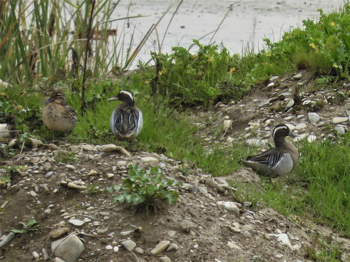 Udako zertzeta - ML147923121