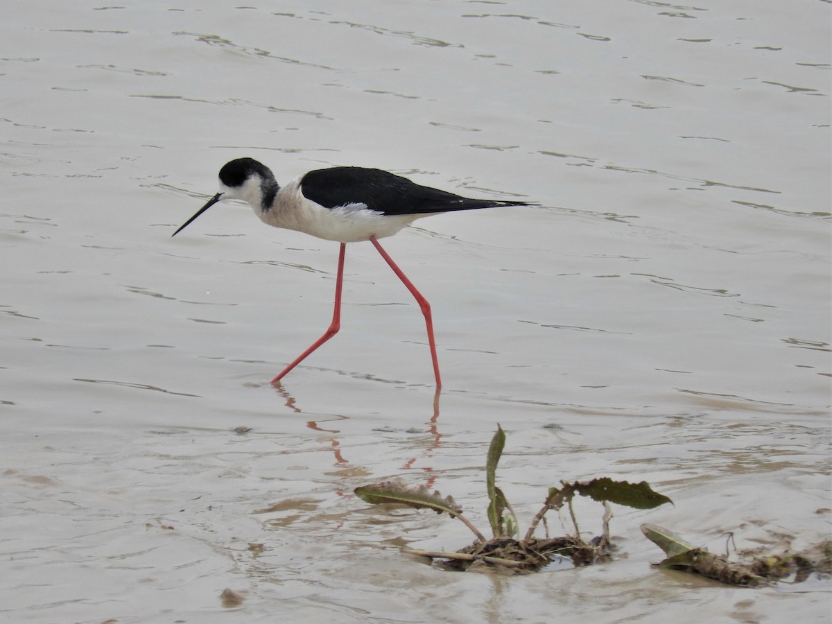 Zankaluze eurasiarra - ML147923401