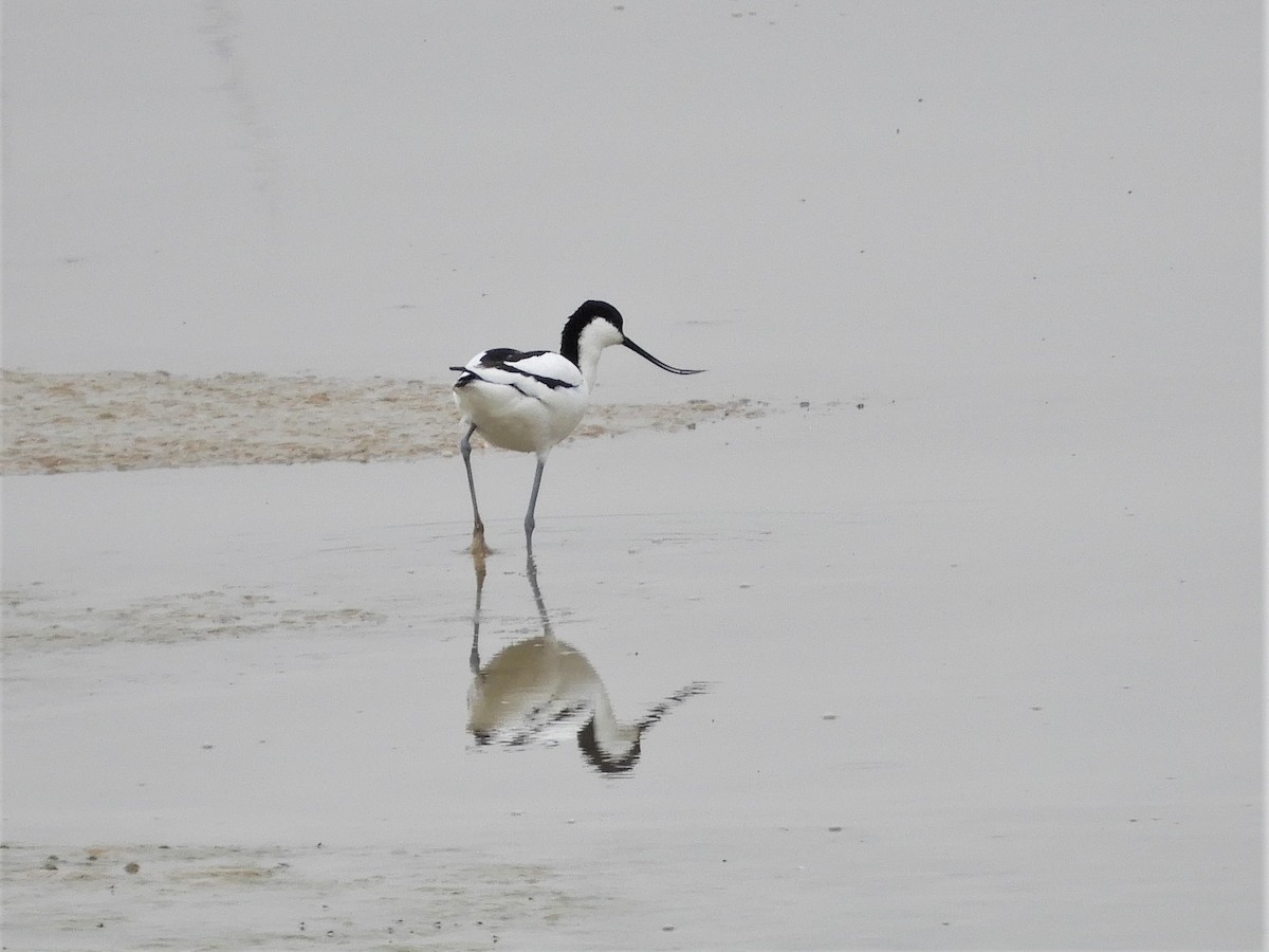 Abozeta kaskabeltza - ML147923581