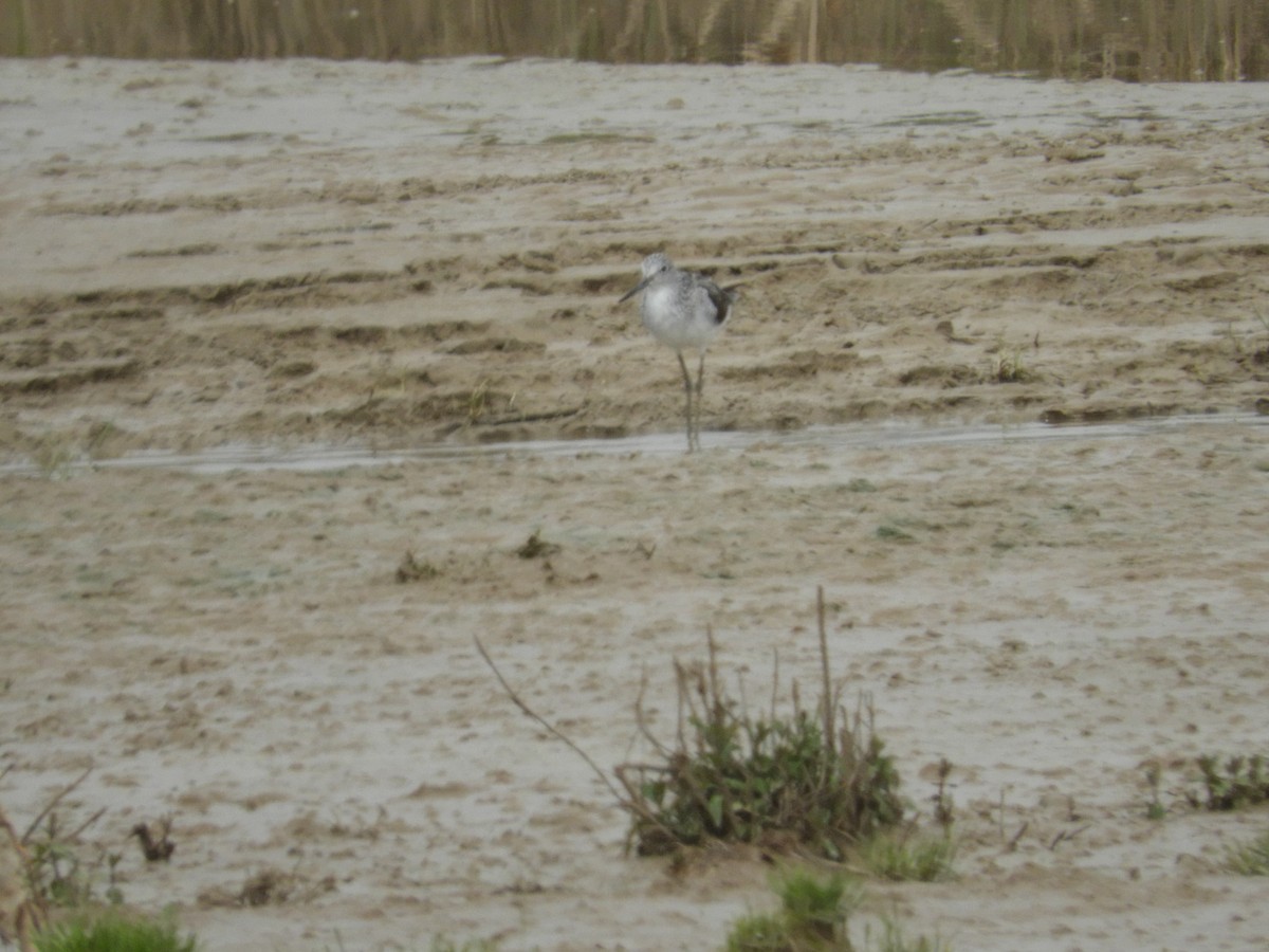 Urmael-kuliska - ML147924161