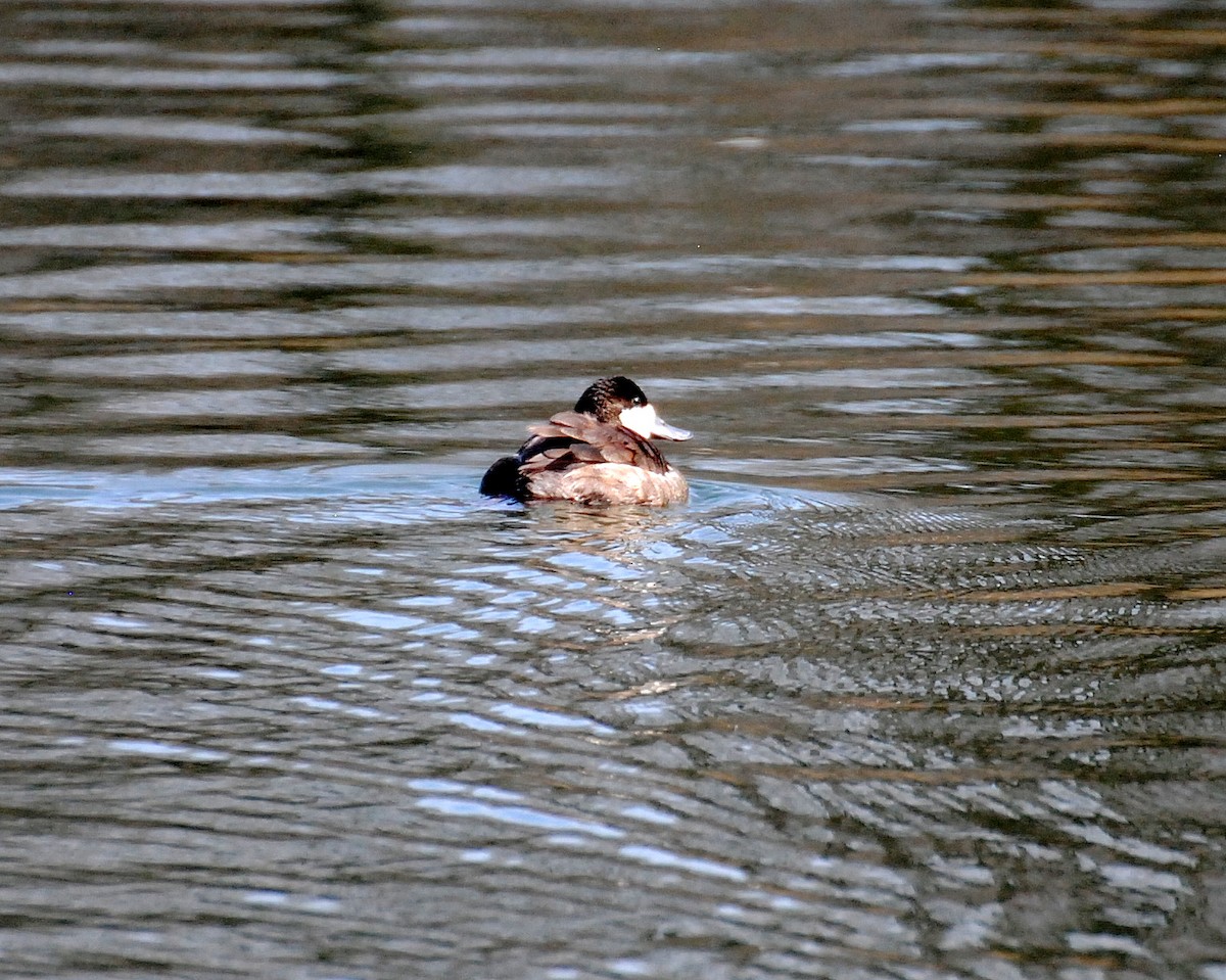 Ruddy Duck - Becky Harbison