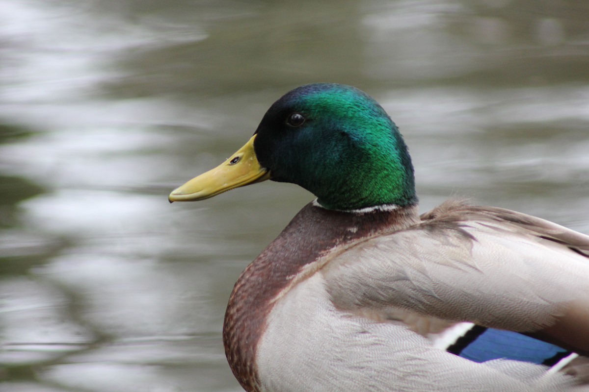 Mallard - Emlynn Mock