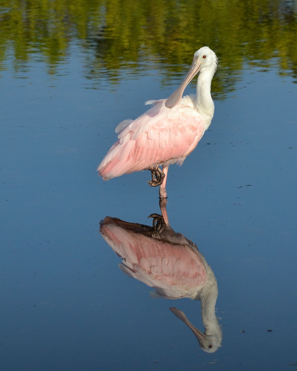 Roseate Spoonbill - ML147926461