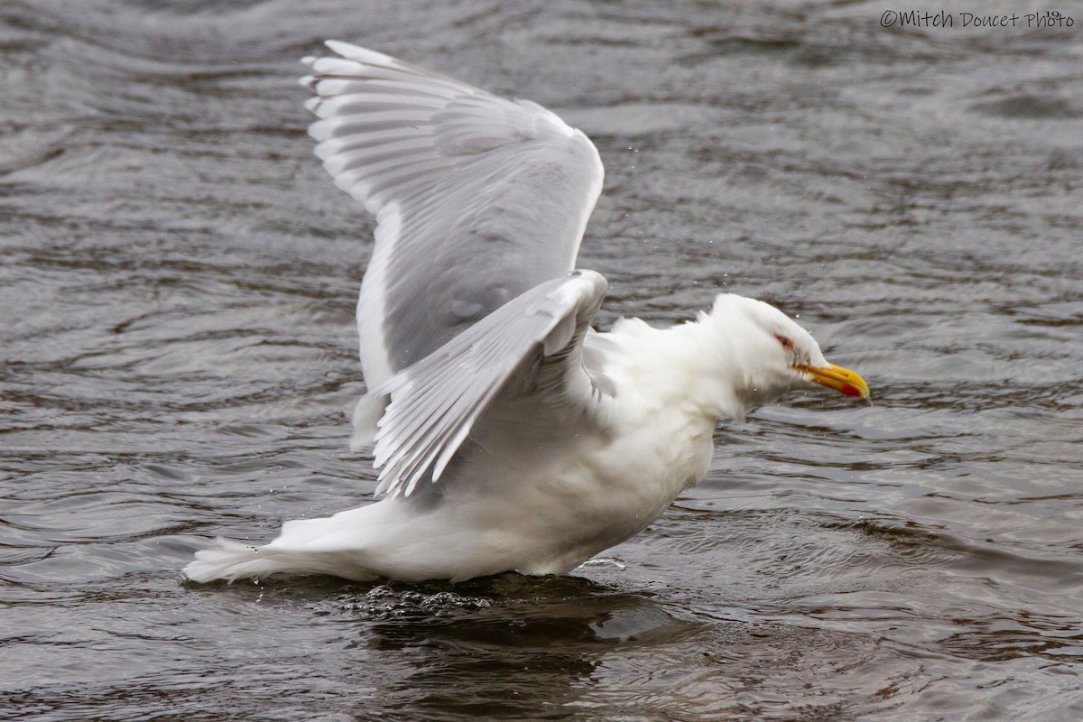 Iceland Gull - Mitch (Michel) Doucet