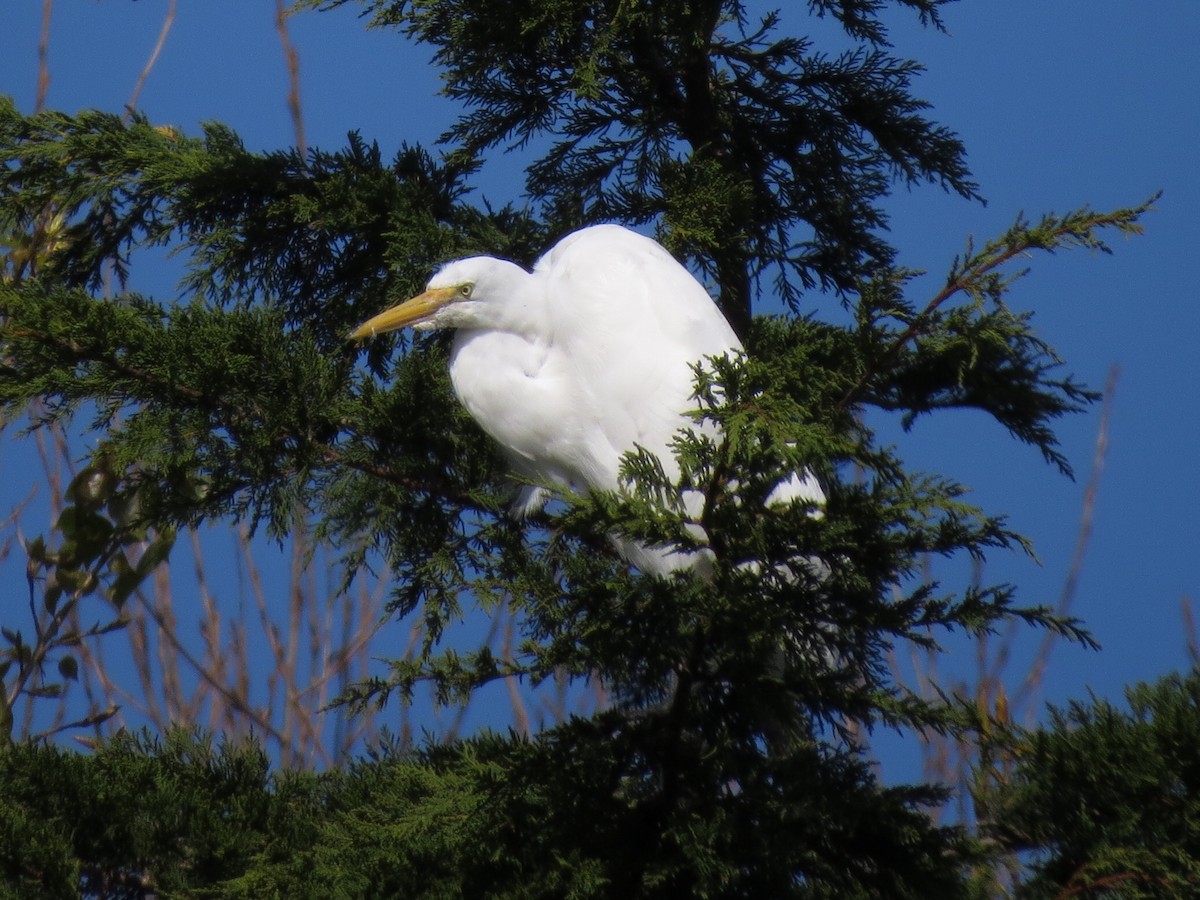 Great Egret - ML147930371