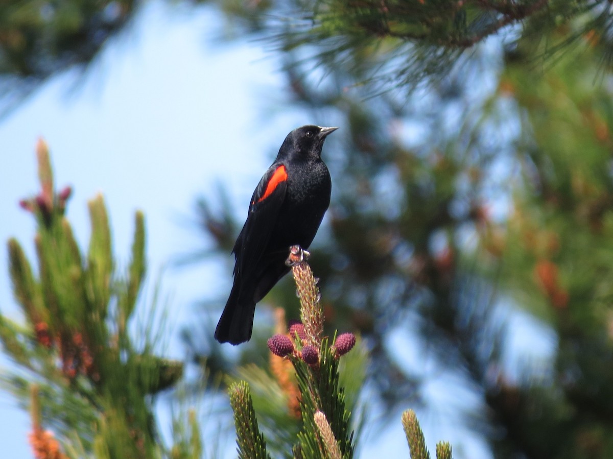 Red-winged Blackbird (California Bicolored) - Alane Gray