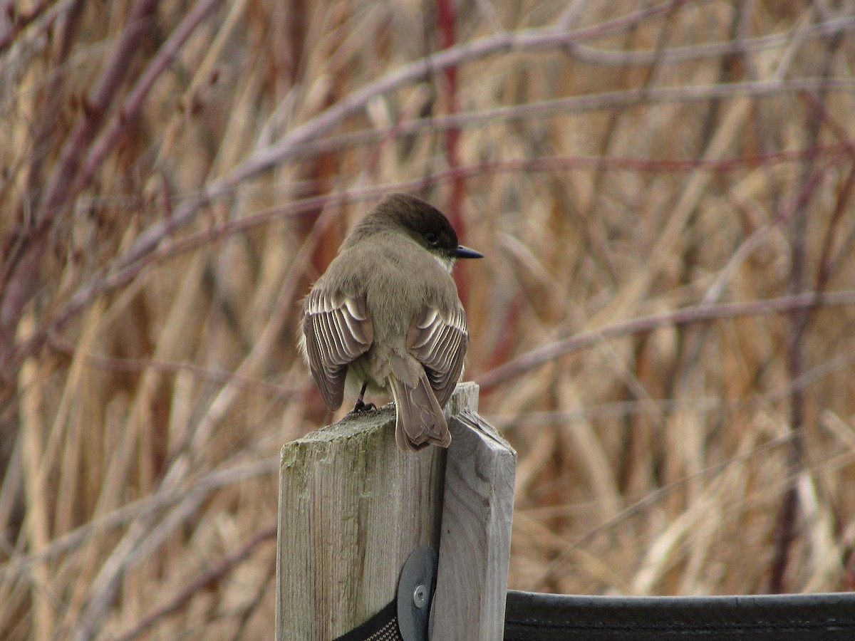 Eastern Phoebe - ML147930841