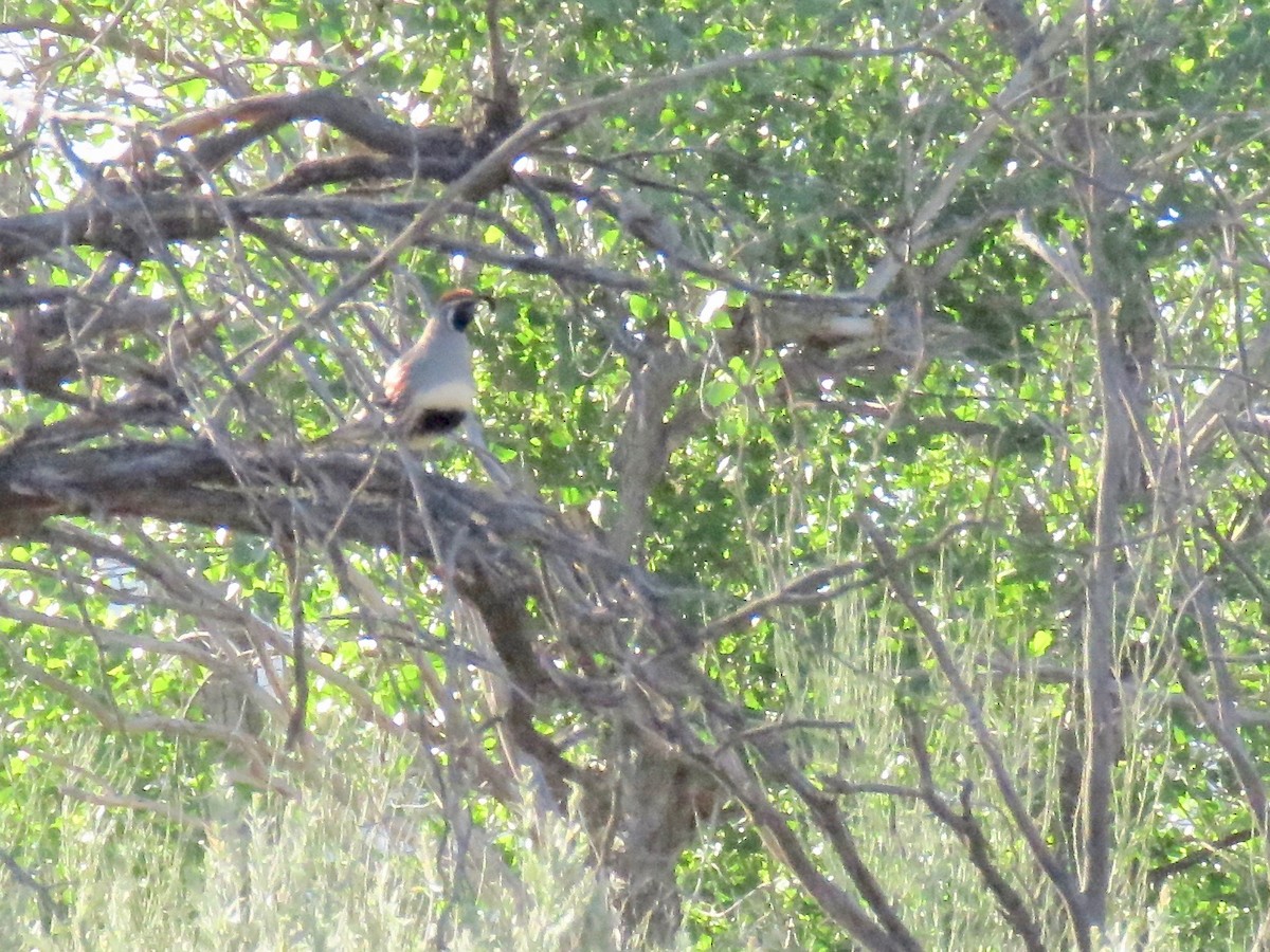 Gambel's Quail - ML147931661