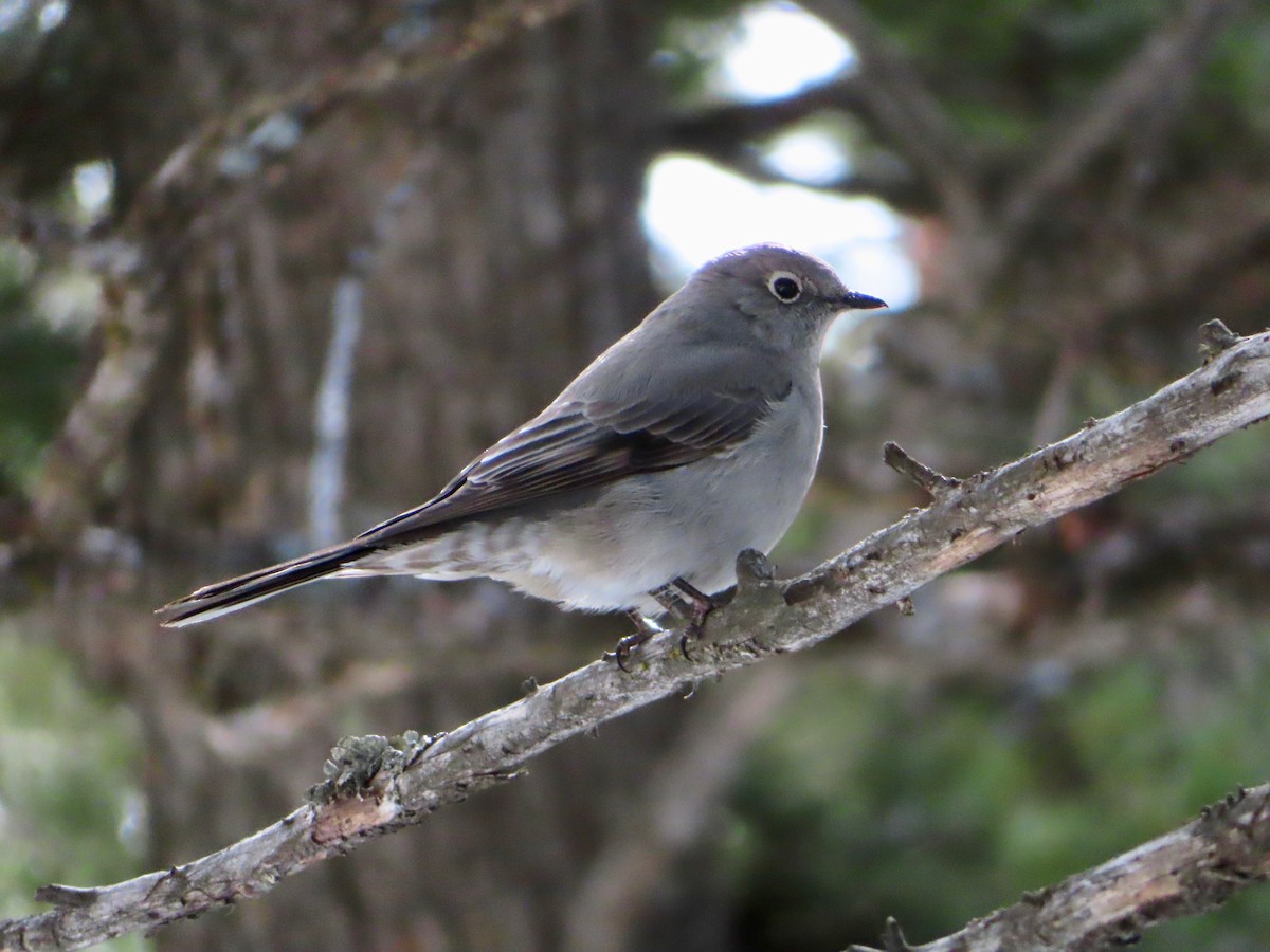 Townsend's Solitaire - ML147933471