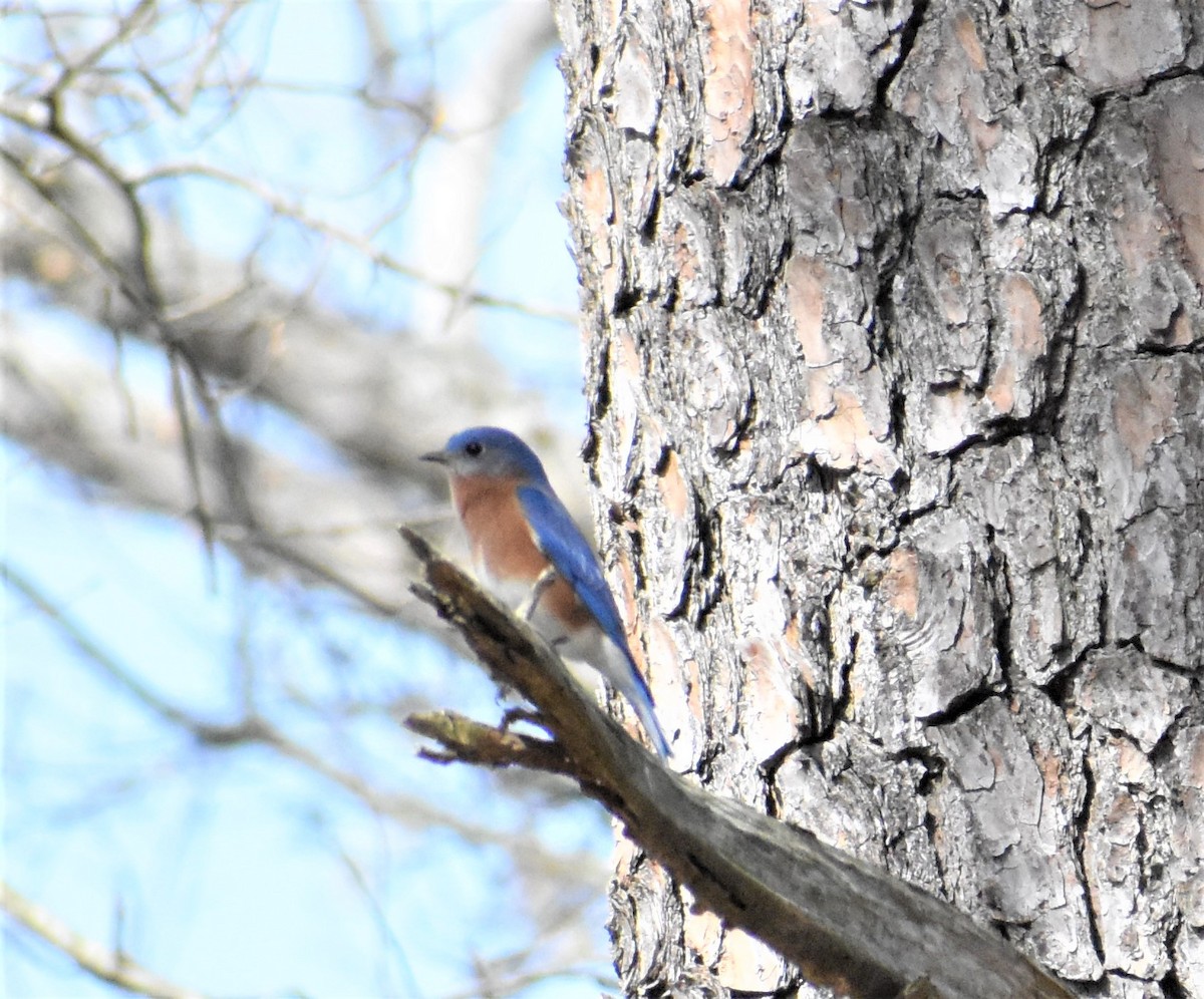 Eastern Bluebird - ML147934281