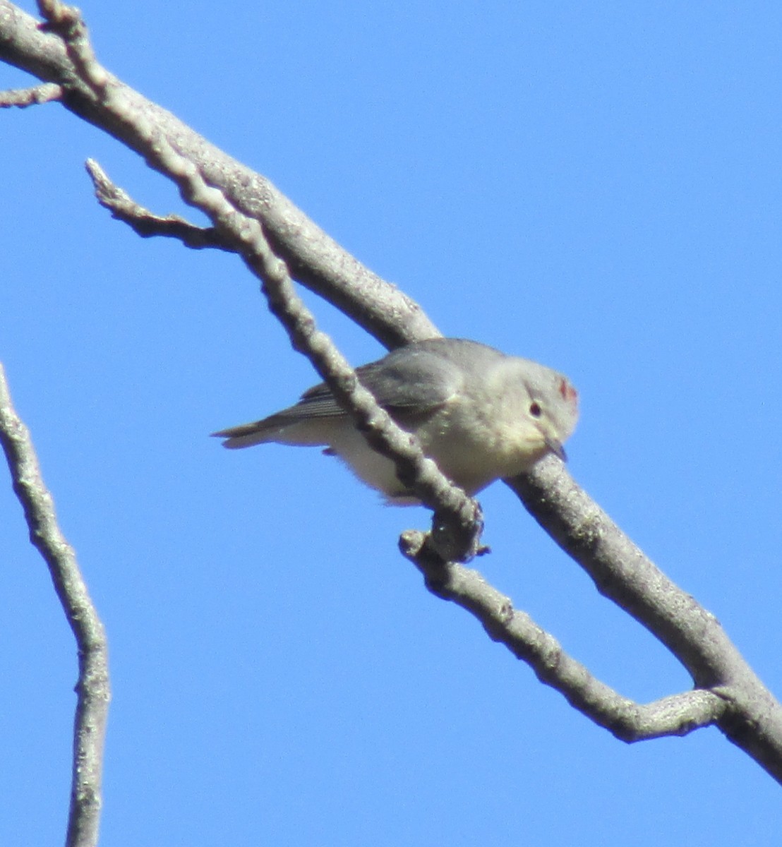 Lucy's Warbler - ML147934851