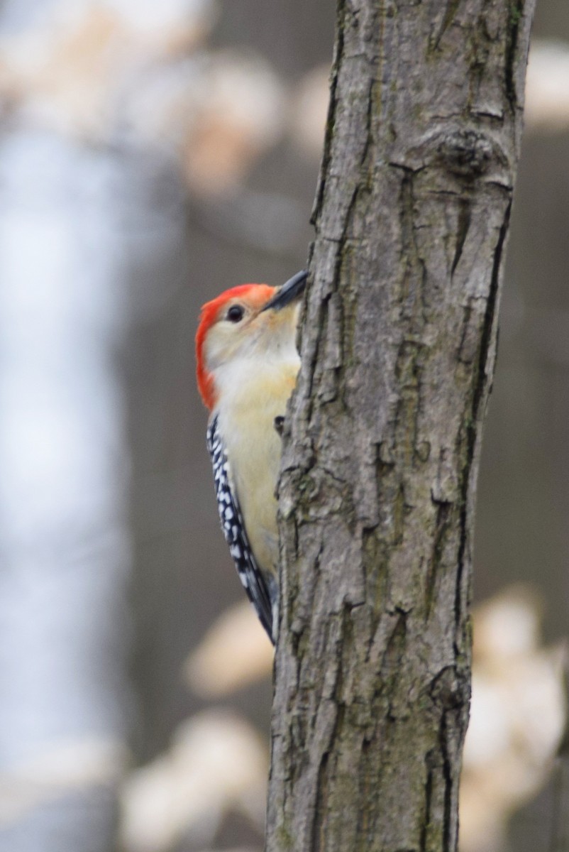 Red-bellied Woodpecker - ML147937161