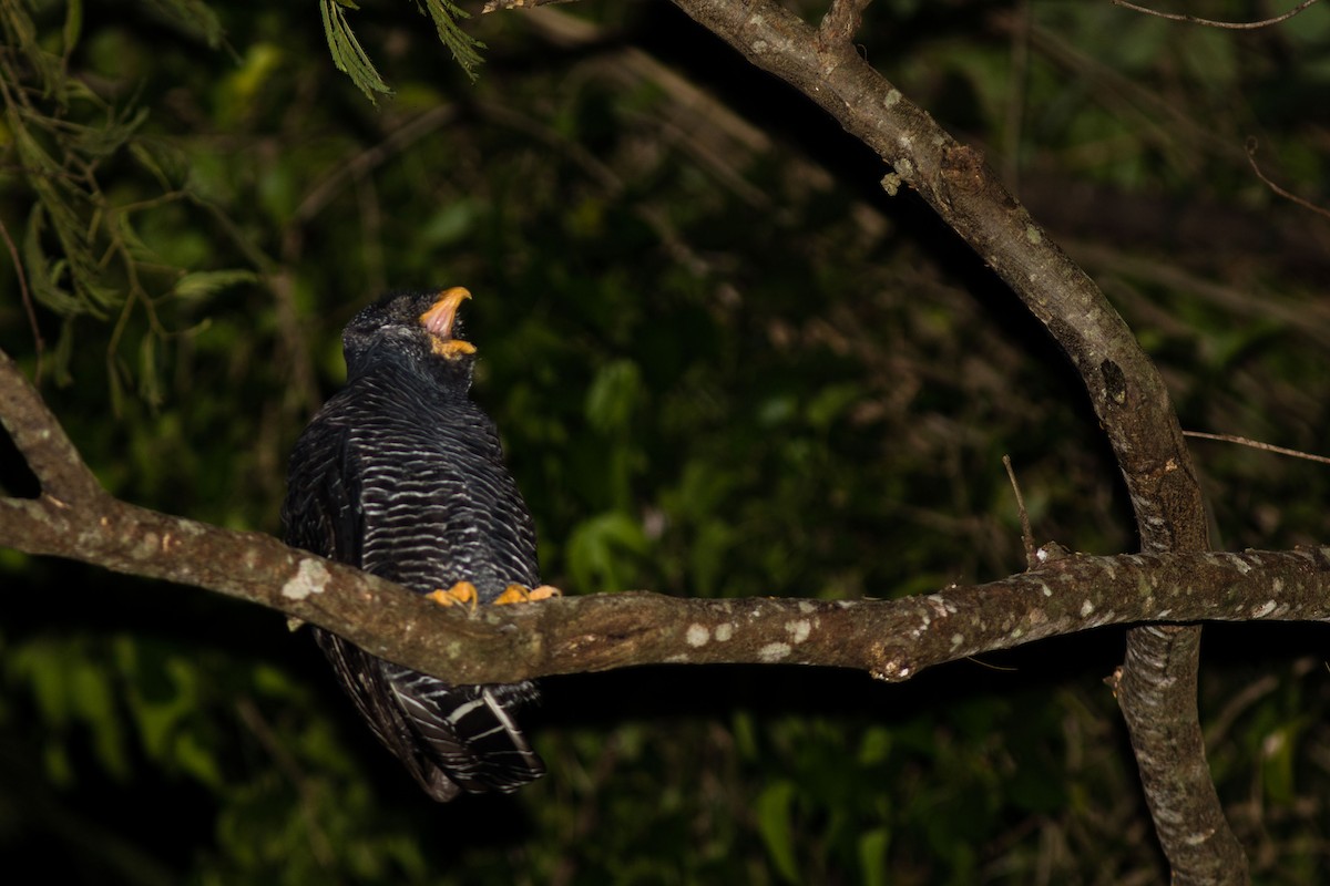 Black-banded Owl - ML147938661