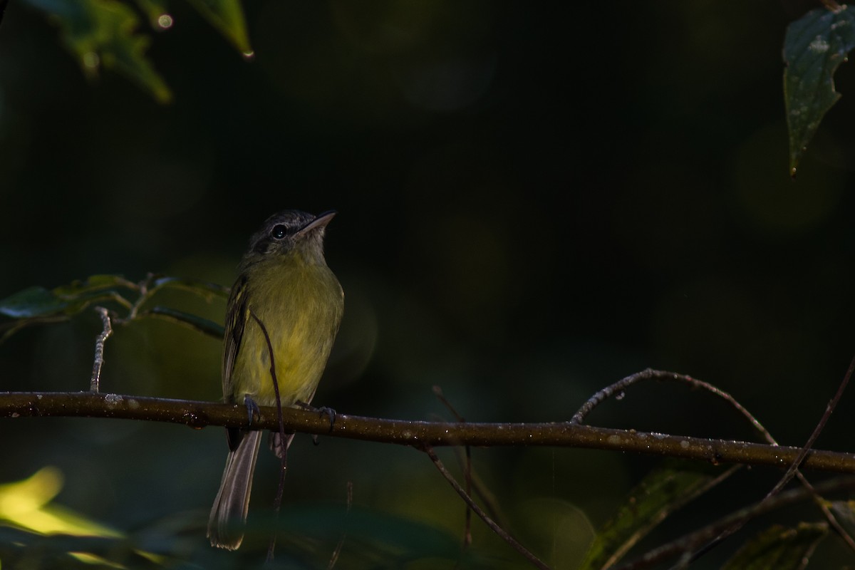 Yellow-olive Flatbill - Yuji Tateoka