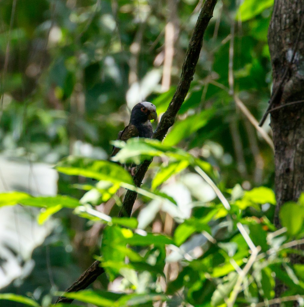 White-crowned Parrot - ML147940681