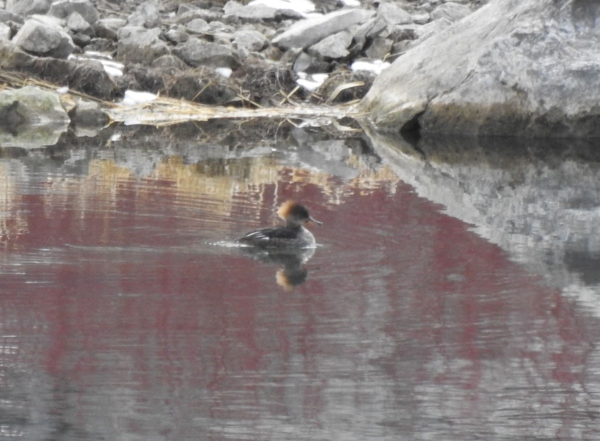 Hooded Merganser - ML147941581