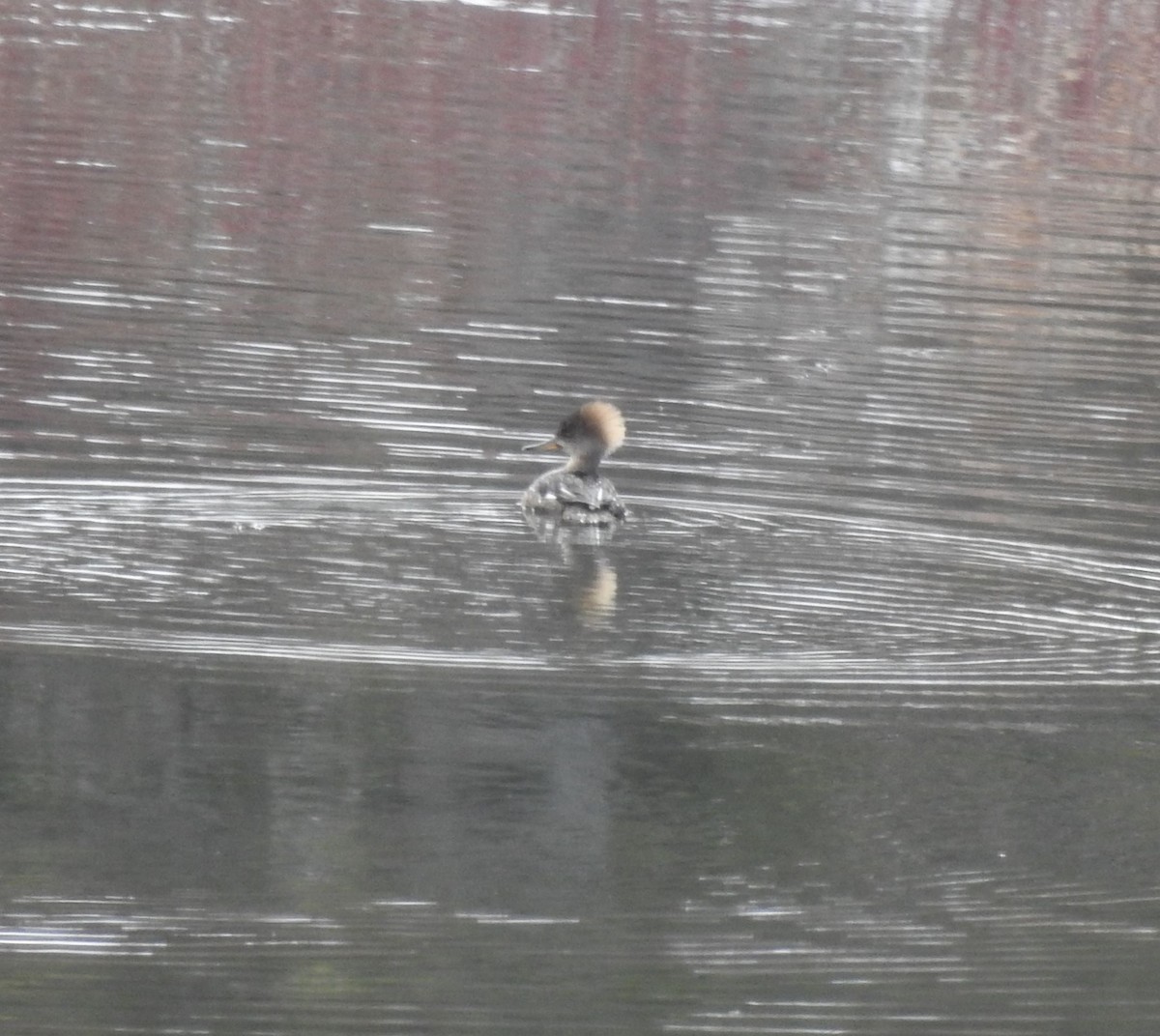 Hooded Merganser - ML147941651