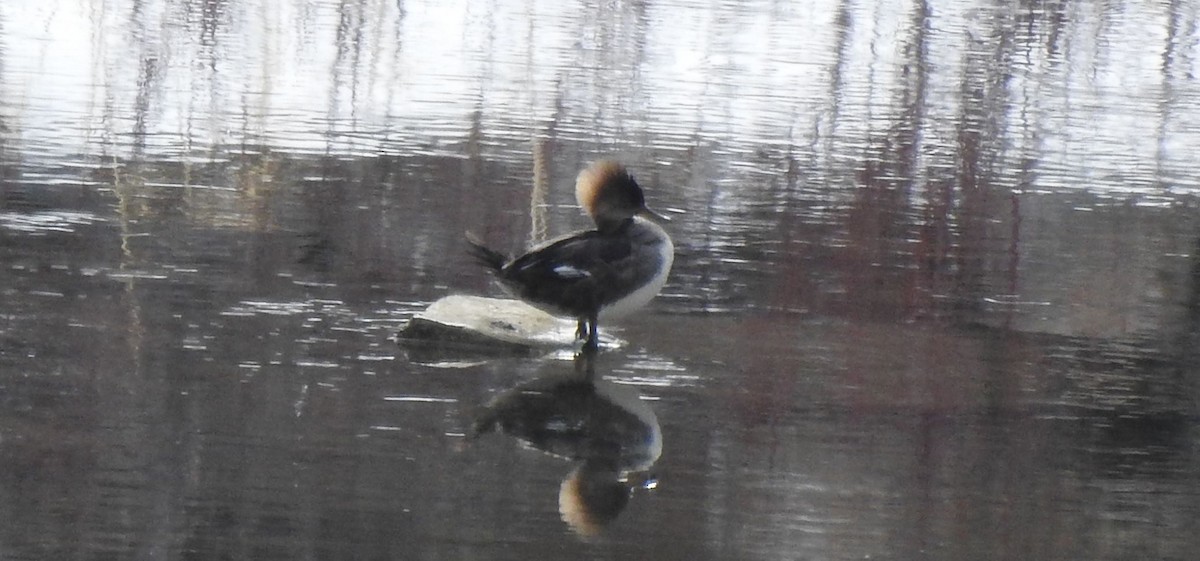 Hooded Merganser - ML147941731
