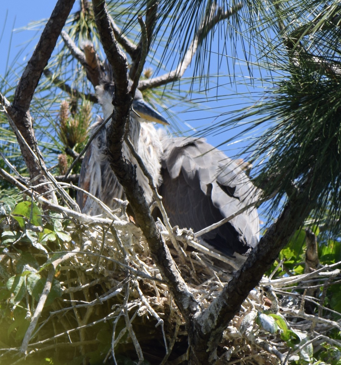 Great Blue Heron - ML147942321