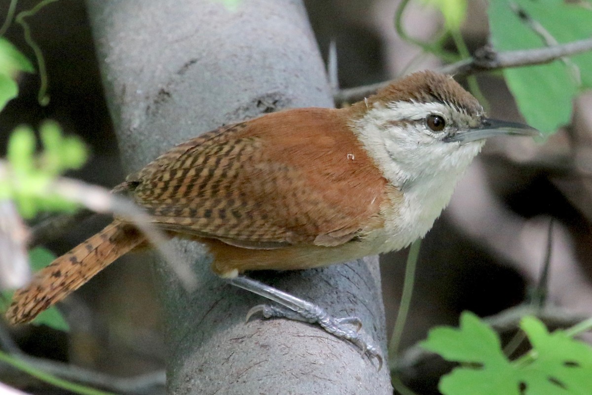 Superciliated Wren - Gil Ewing