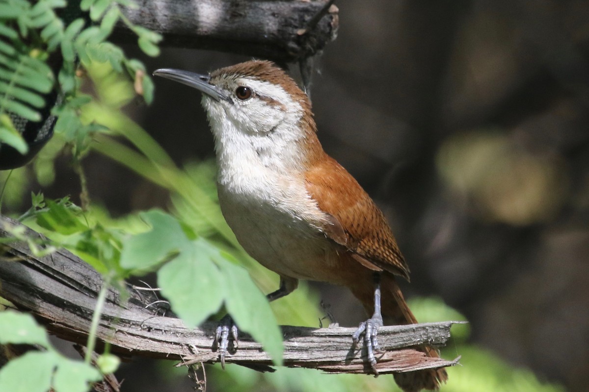 Superciliated Wren - ML147942451