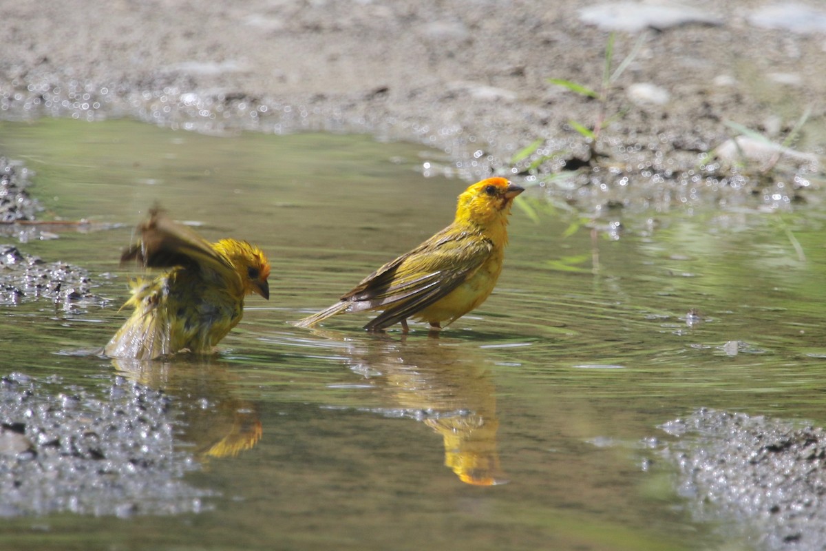 Saffron Finch - ML147942491