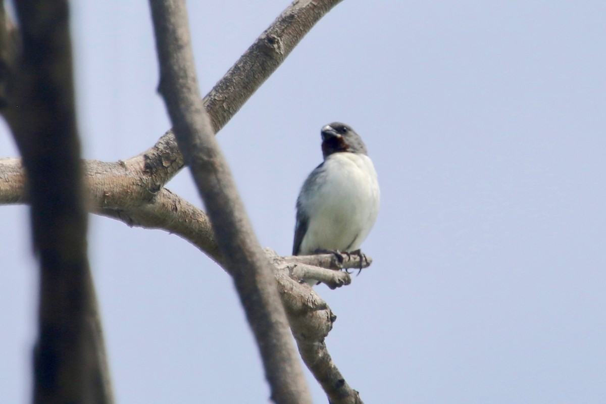 Chestnut-throated Seedeater - ML147942561