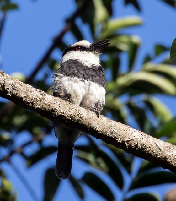 Weißnacken-Faulvogel - ML147944131