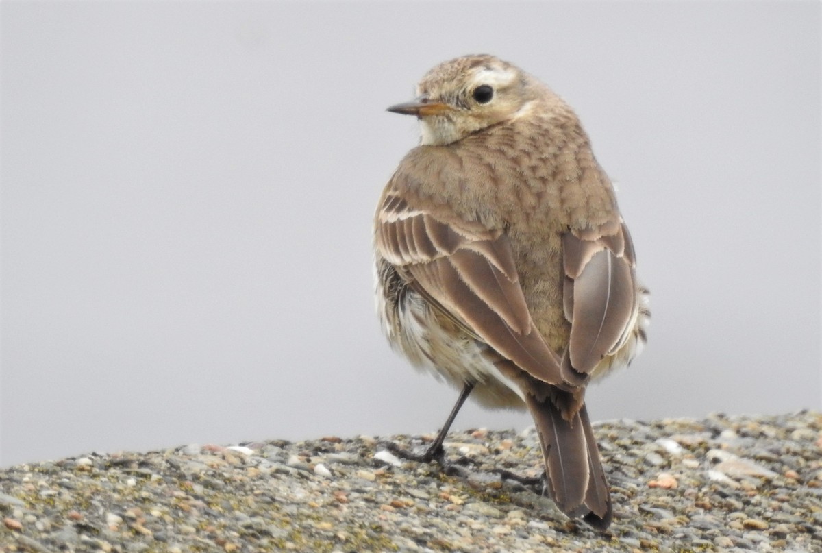 Pipit d'Amérique - ML147944681