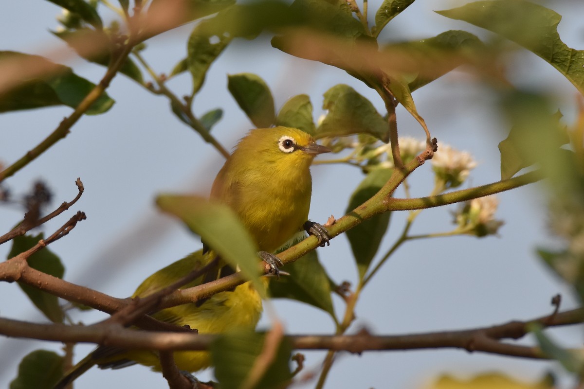 Green White-eye - ML147945141