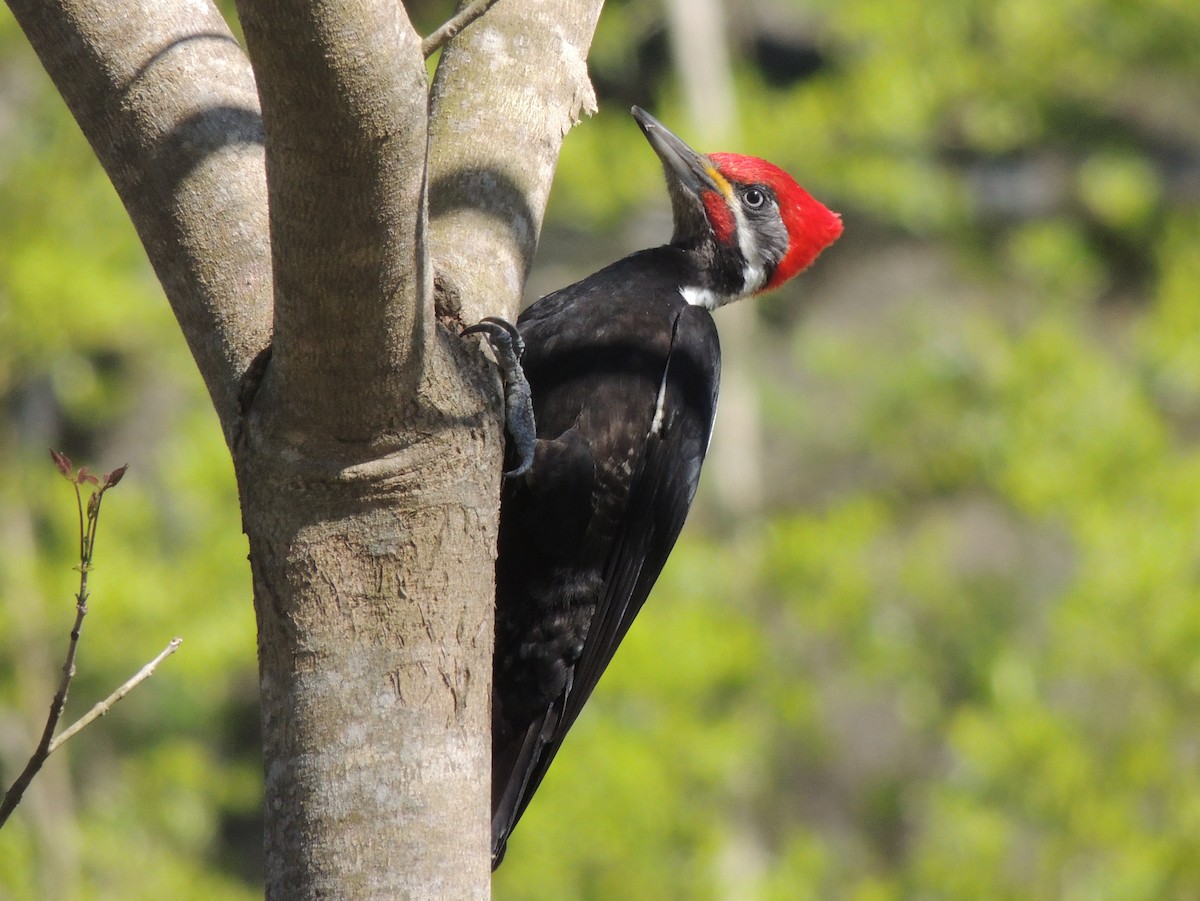 Black-bodied Woodpecker - Gonzalo Diaz