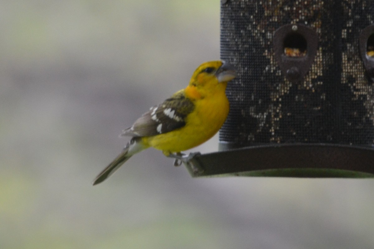 Yellow Grosbeak - ML147946841